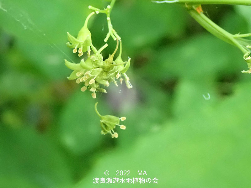 渡良瀬遊水地内のイヌツルウメモドキ花