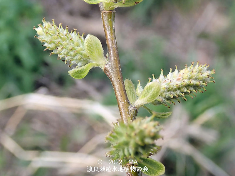 渡良瀬遊水地内のジャヤナギ雌花