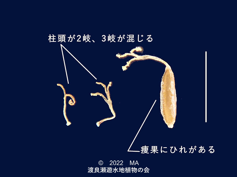 渡良瀬遊水地内のシロガヤツリ瘦果