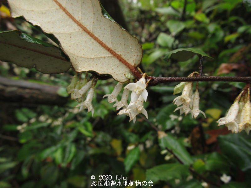 渡良瀬遊水地に生育しているナワシログミの画像その２