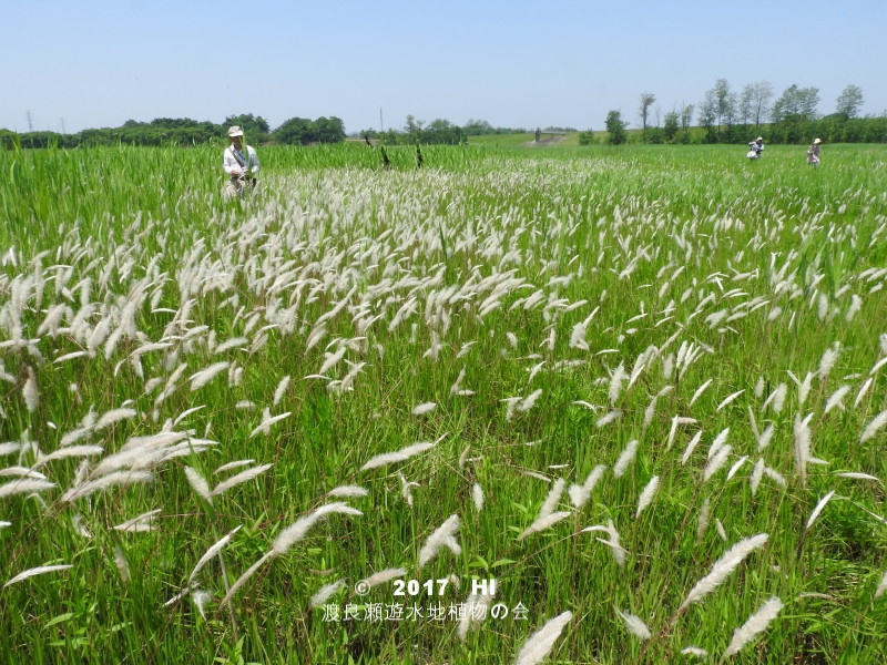 渡良瀬遊水地に生育するケナシチガヤの画像