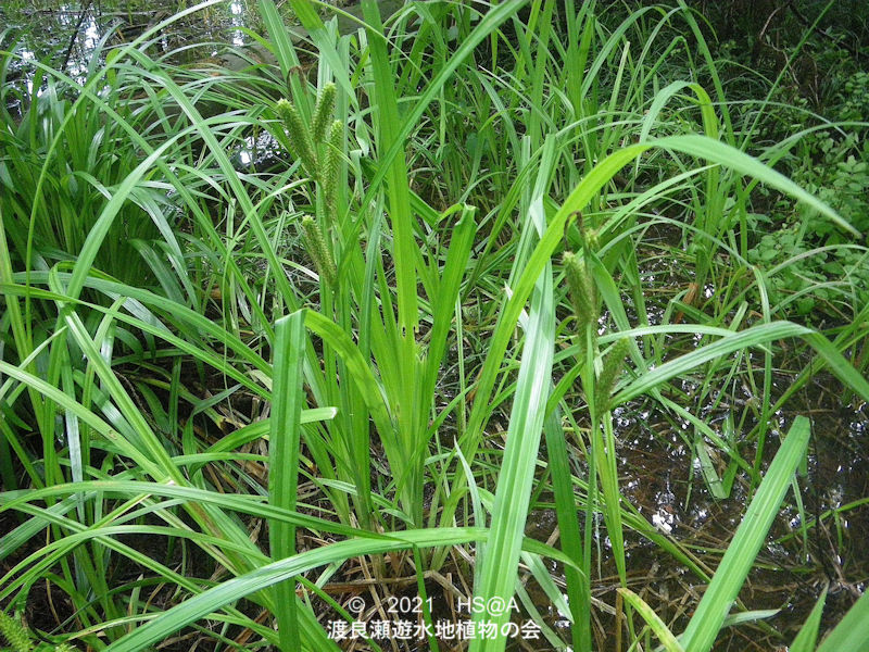 渡良瀬遊水地に生育するミヤマシラスゲ画像と説明文書