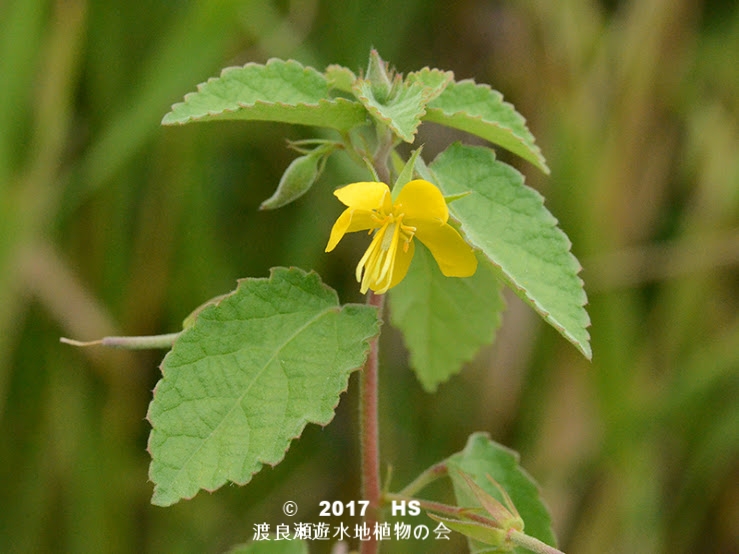 渡良瀬遊水地に生育するカラスノゴマの全体画像と説明文書