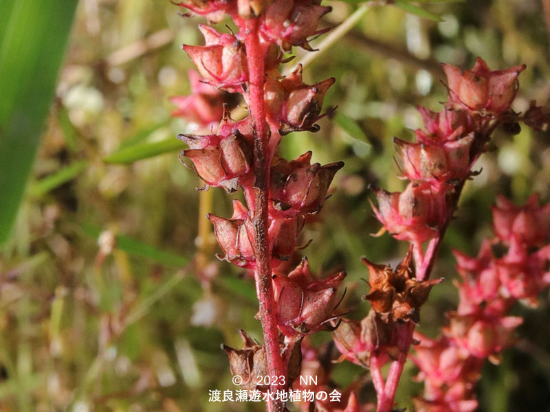 タコノアシ - 渡良瀬遊水地植物の会 タコノアシ - 渡良瀬遊水地植物の会