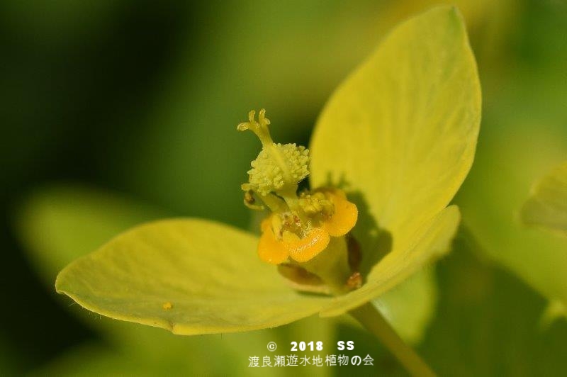 渡良瀬遊水地に生育しているノウルシの花の画像と説明文書