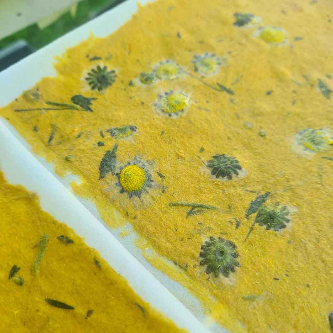 Hooger Gänseblümchen- und Butterblumenpapier