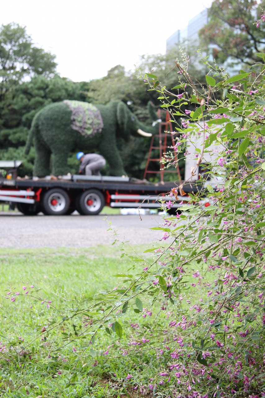 写真：浜離宮でみつけた萩 ゆったり移動する象の植物アート・モザイカルチャーが見えるかな？