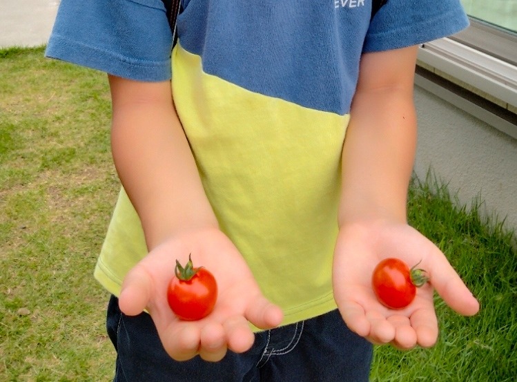 写真：真っ赤なトマトはおやつ
