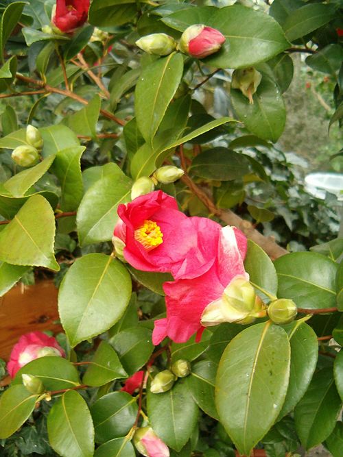 写真：つばき（Camellia japonica）