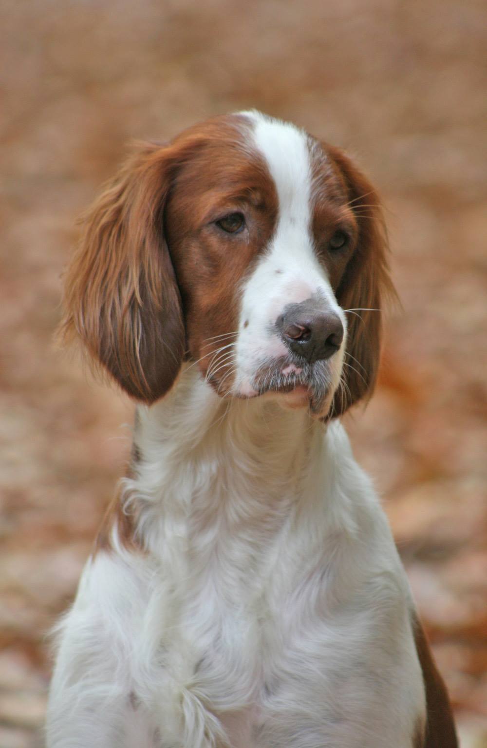 Der Irish Red and White Setter setter.ch