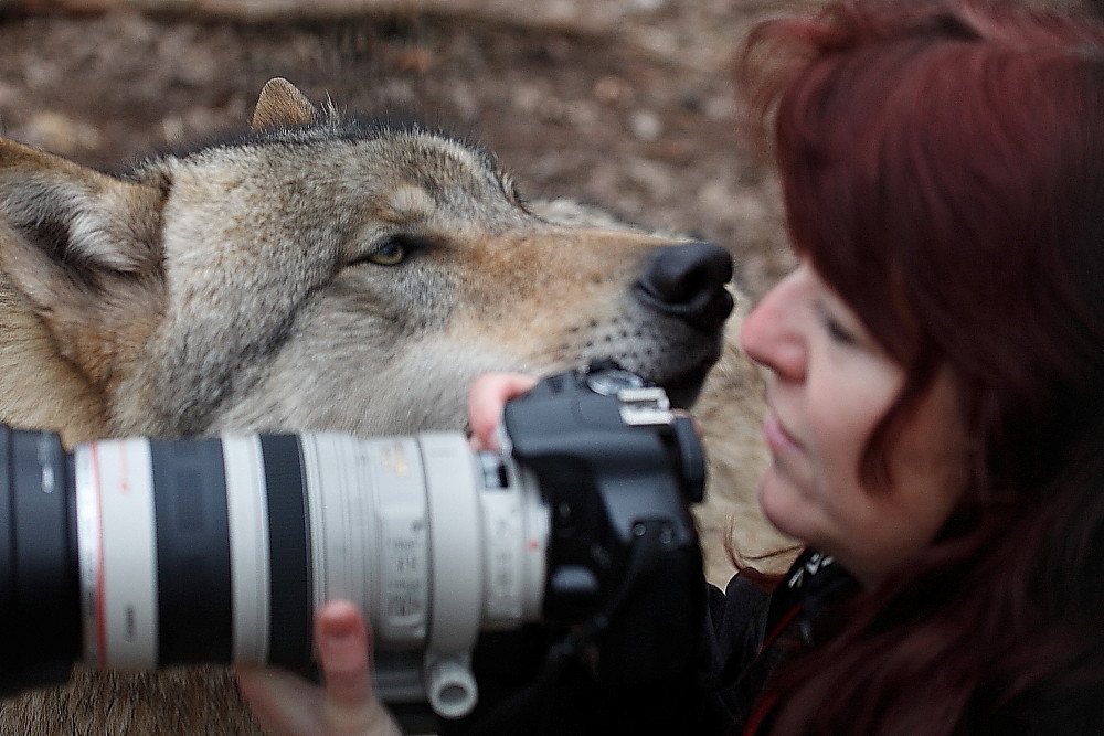 Auge in Auge mit dem Wolf 