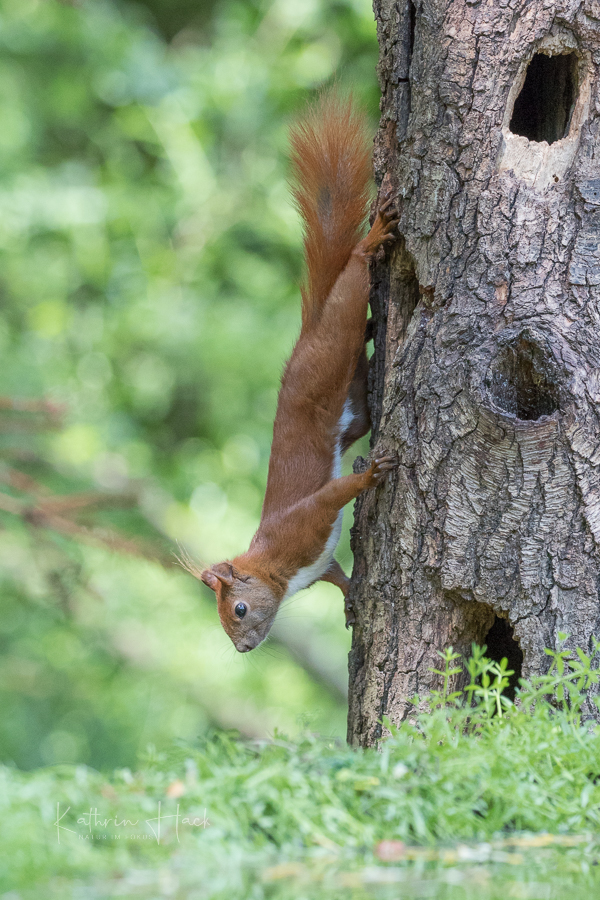 Eichhörnchen