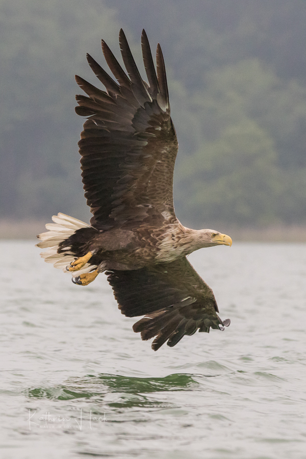 Seeadler