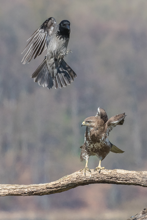 Mäusebussard mit Nebelkrähe