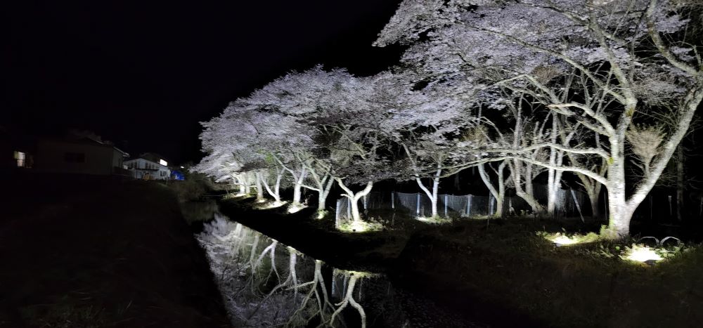三和町の夜桜