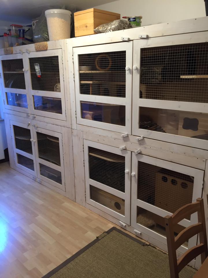 Minimum size for chinchilla cage and cage size