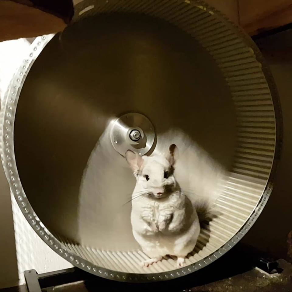 Laufteller und Laufräder - Chinchilla-Scientia.com