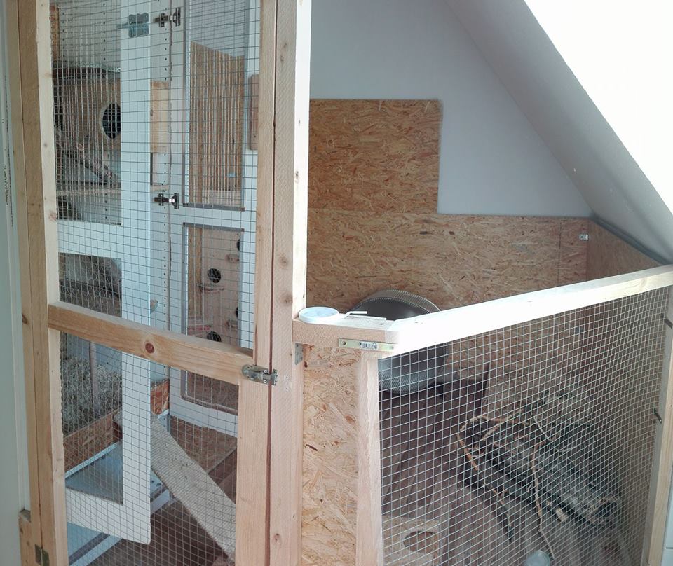 Minimum size for chinchilla cage and cage size