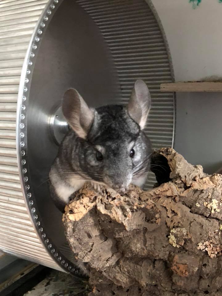 Laufteller und Laufräder - Chinchilla-Scientia.com