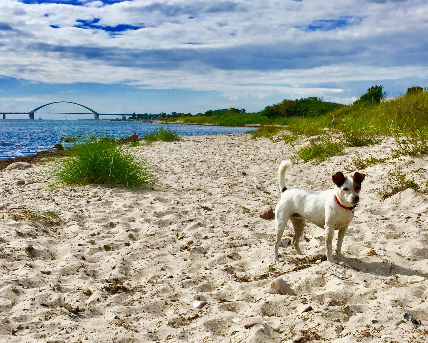 Fehmarn mit Hund Urlaub mit Hund am Meer Ostsee Urlaub Fehmarn