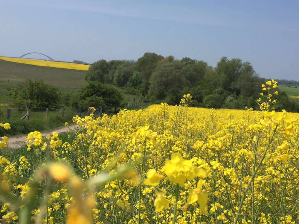 Wohnen in Mitten der Natur