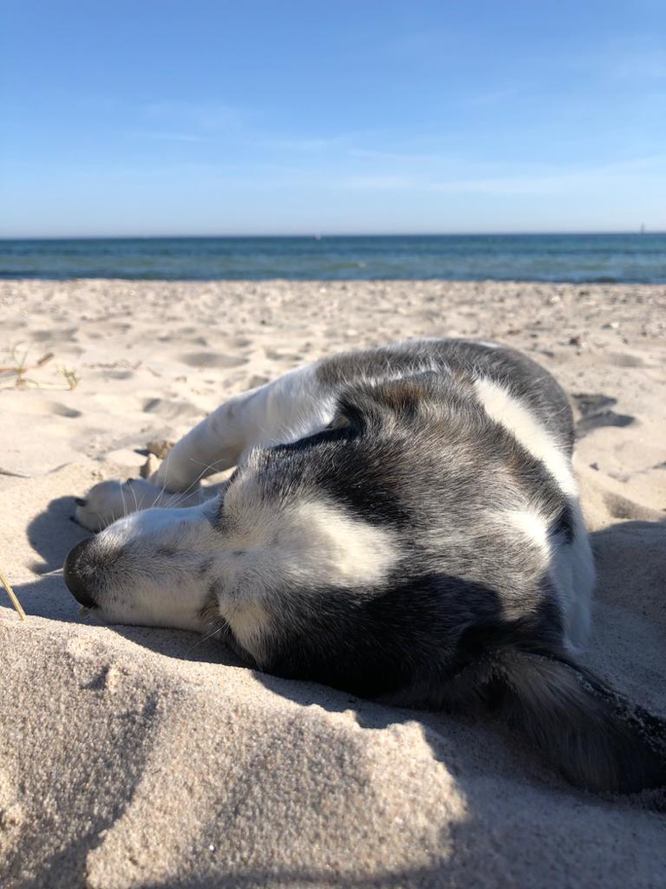 Ferienwohnung am Golfplatz Ostseeblick Ostsee Urlaub Fehmarn