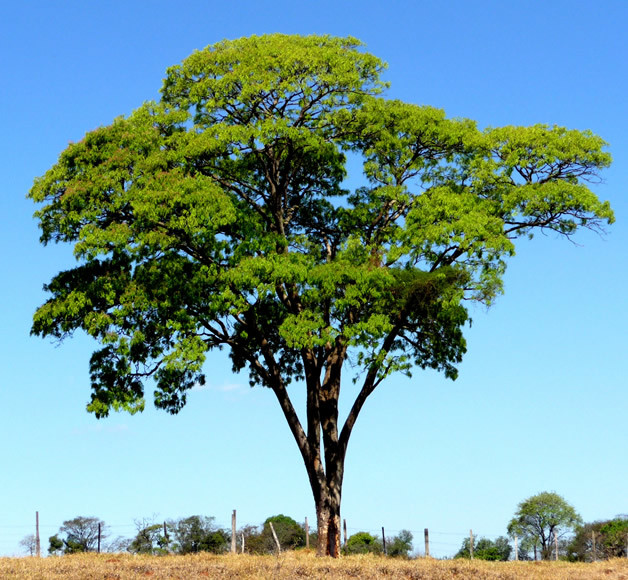 Informatie over hout soorten - parketsora.nl