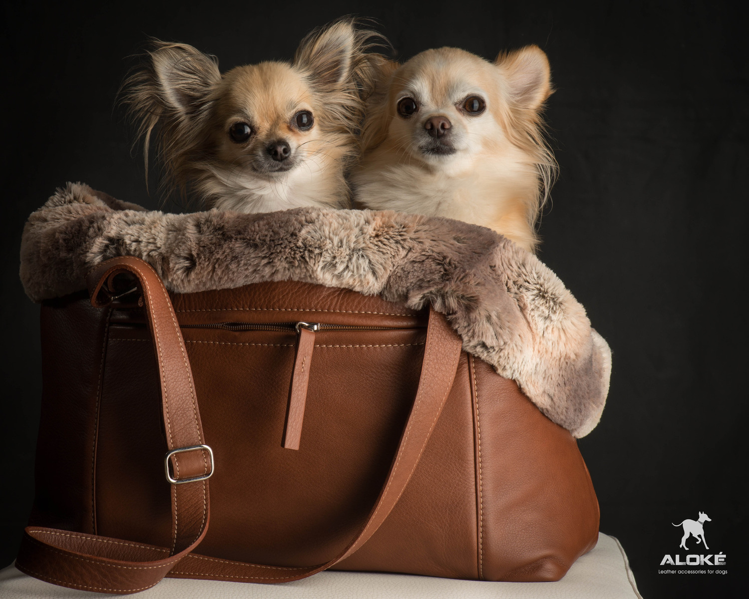 Le transport Oh my Chihuahua