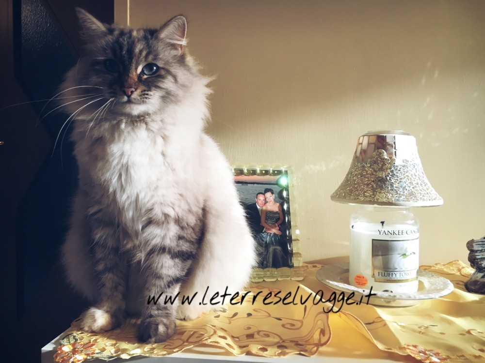 gatti siberiani,gatti siberiani, allevamento, gatti, cuccioli, siberiani, siberiano, seal tabby point, seal silver, red tabby point, black tabby, golden , allergia, gatto ipoallergenico, feld1