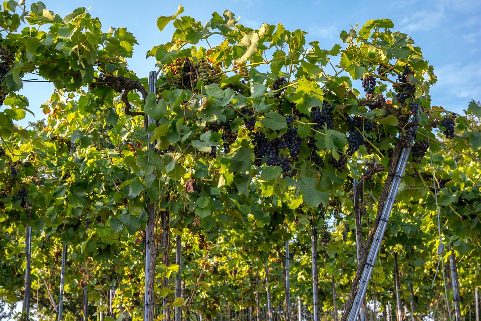Vite. Itinerari di Vino. Blog Etesiaca