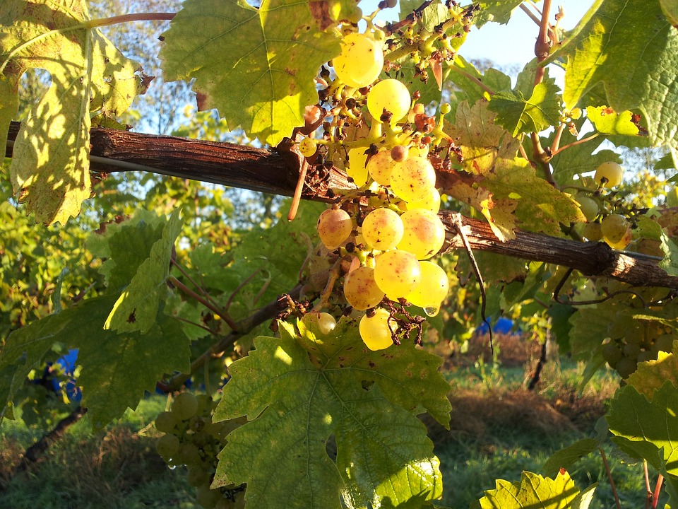 Itinerari di vino. Toscana. Vite.  Blog Etesiaca