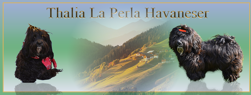 Thalia La Perla Havaneser in Österreich
