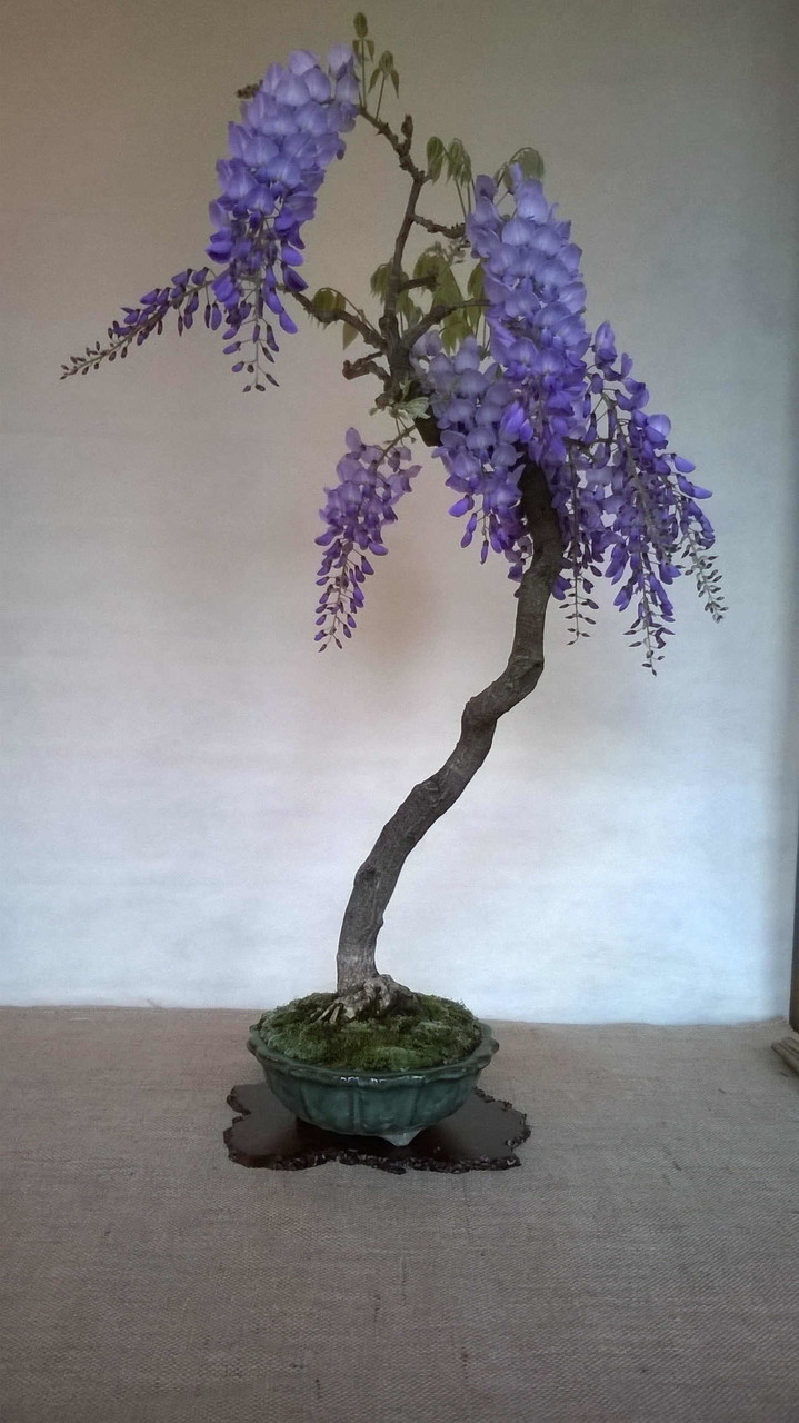 Glicine - wisteria sinensis