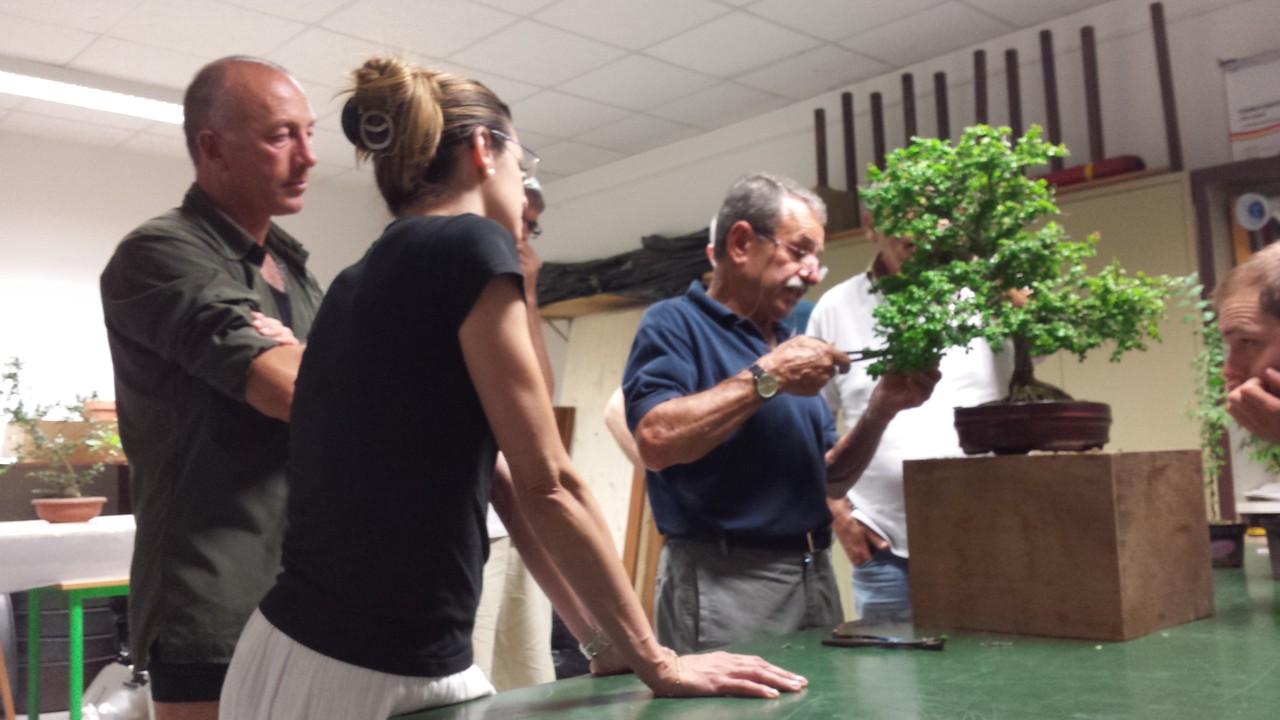 Corsi Principianti Jin Bonsai Club - 