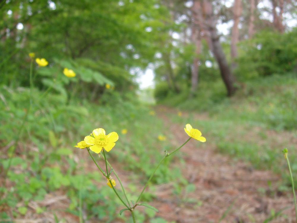 道
