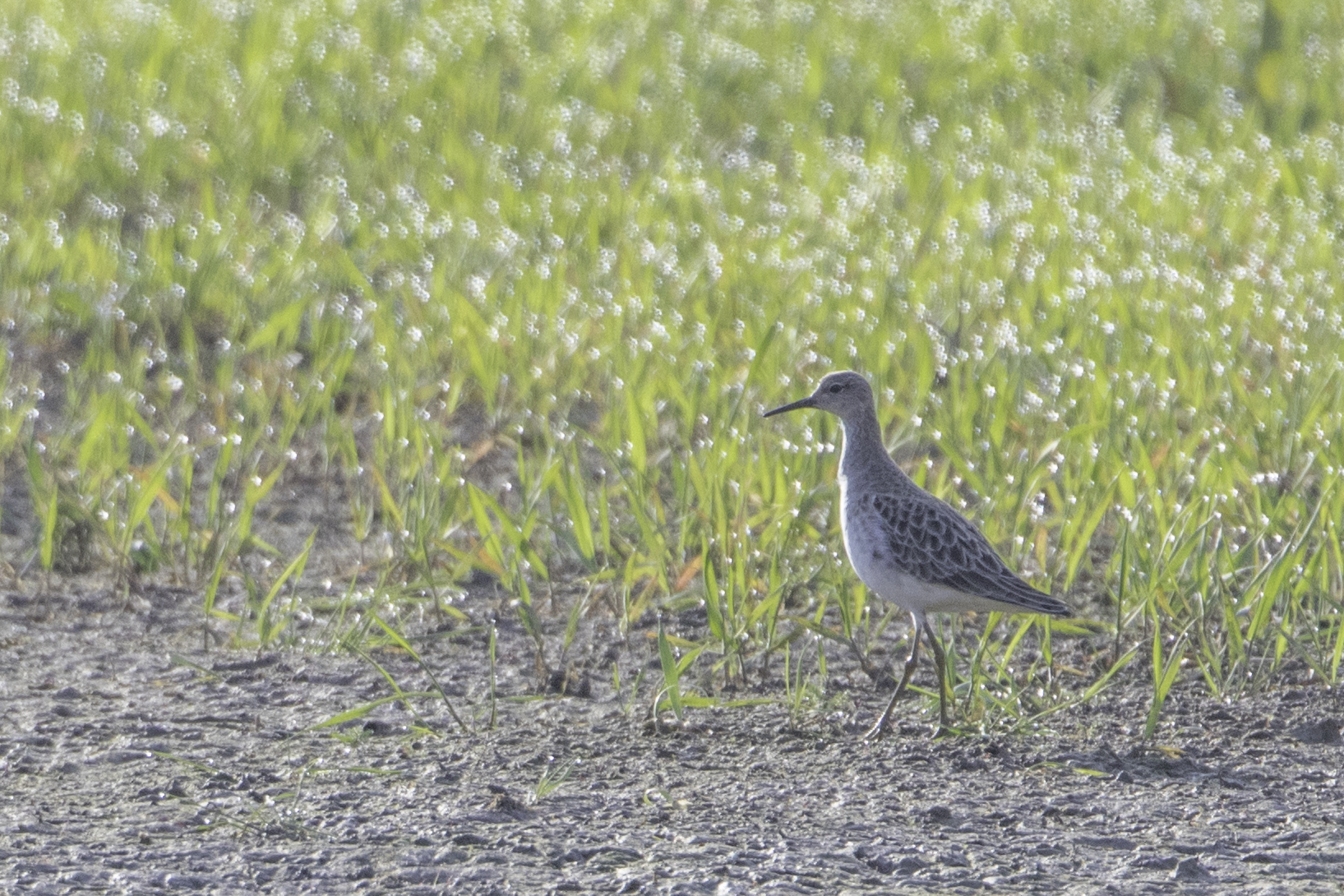 ©Markus Gläßel - weibl. Kampfläufer