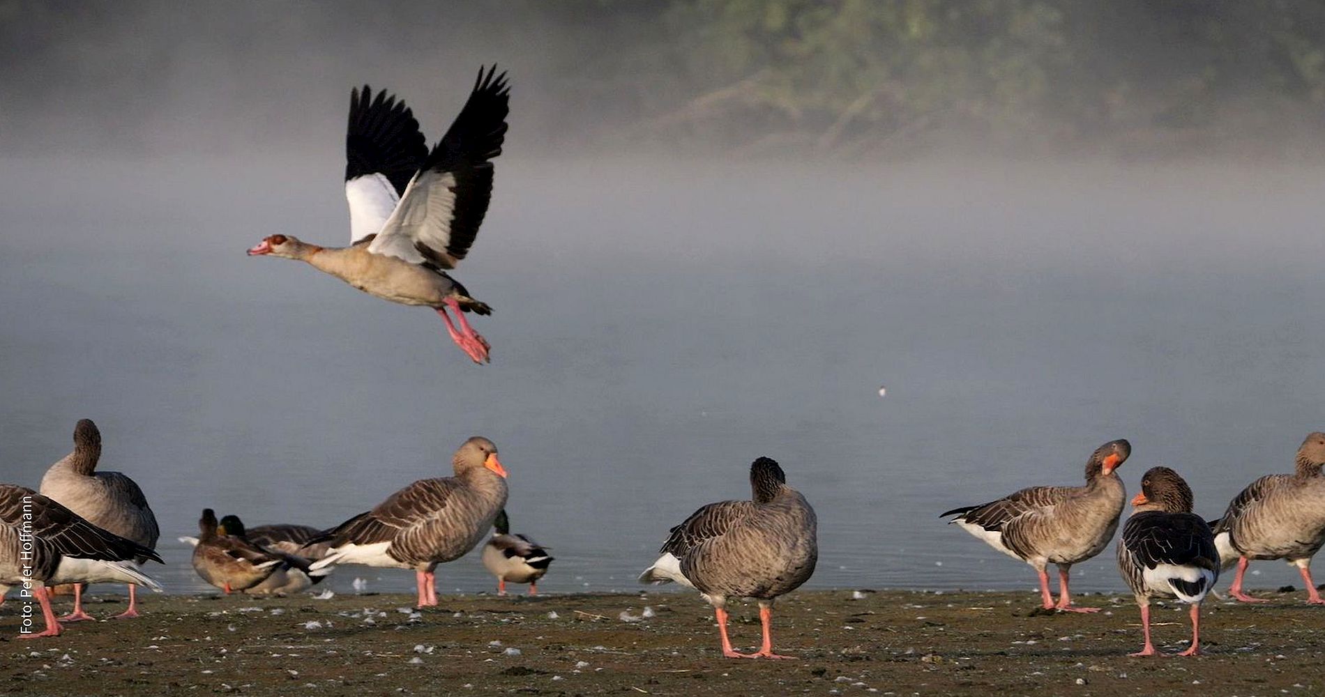 Gänse im NSG-Zachariassee