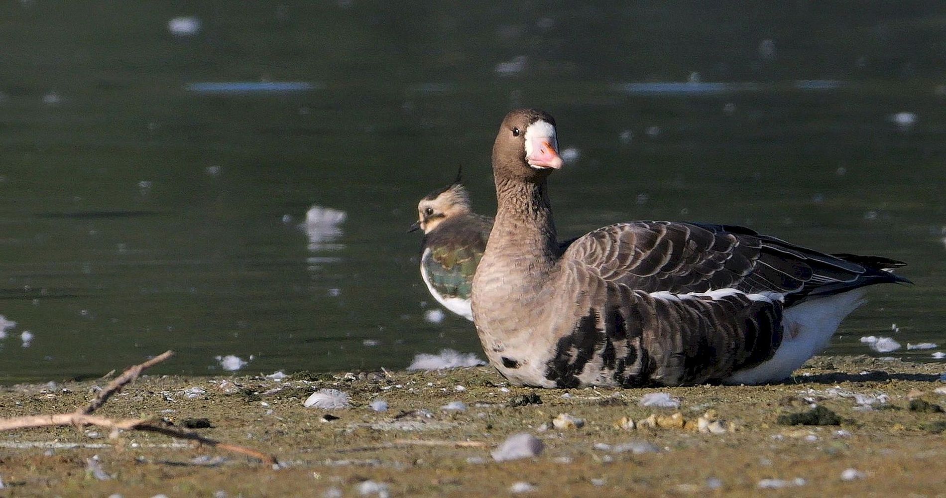 Bläßgänse: Wintergäste im NSG-Zachariassee