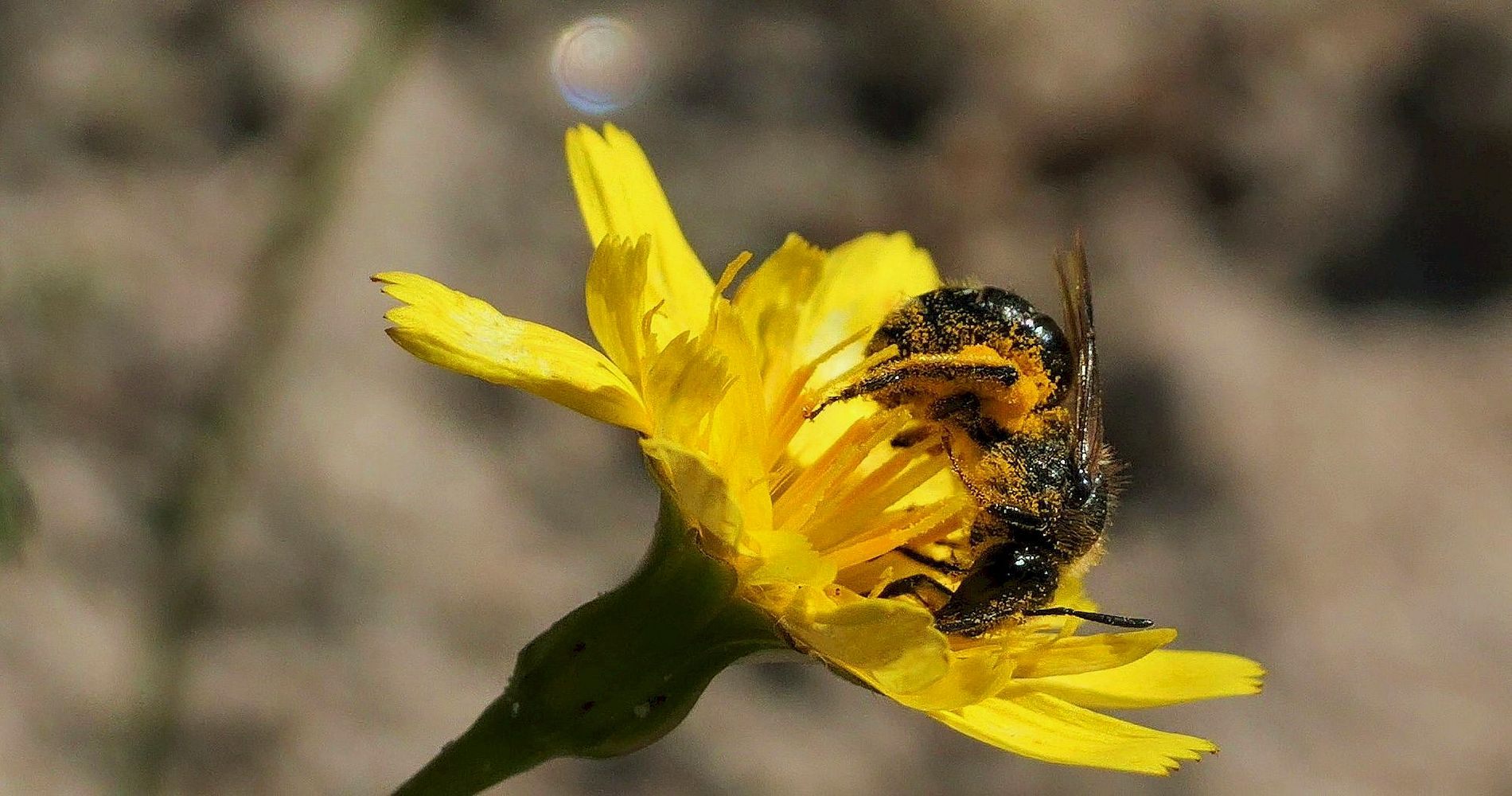 Wildbienen brauchen unseren Schutz