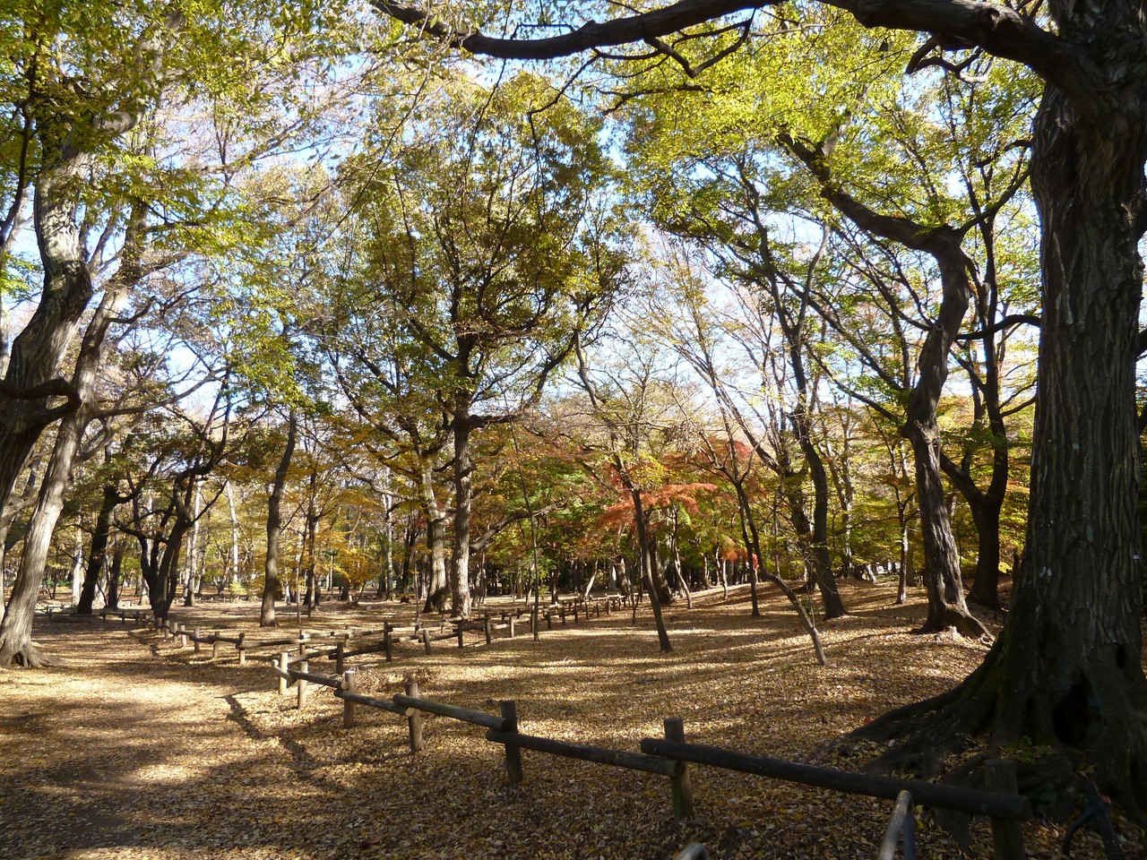 井の頭恩賜公園／玉川上水沿い(2013.11.29)