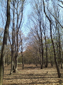 　　とらぬ狸の散歩〜野川沿いの風景 (H.23.4.13.撮影)