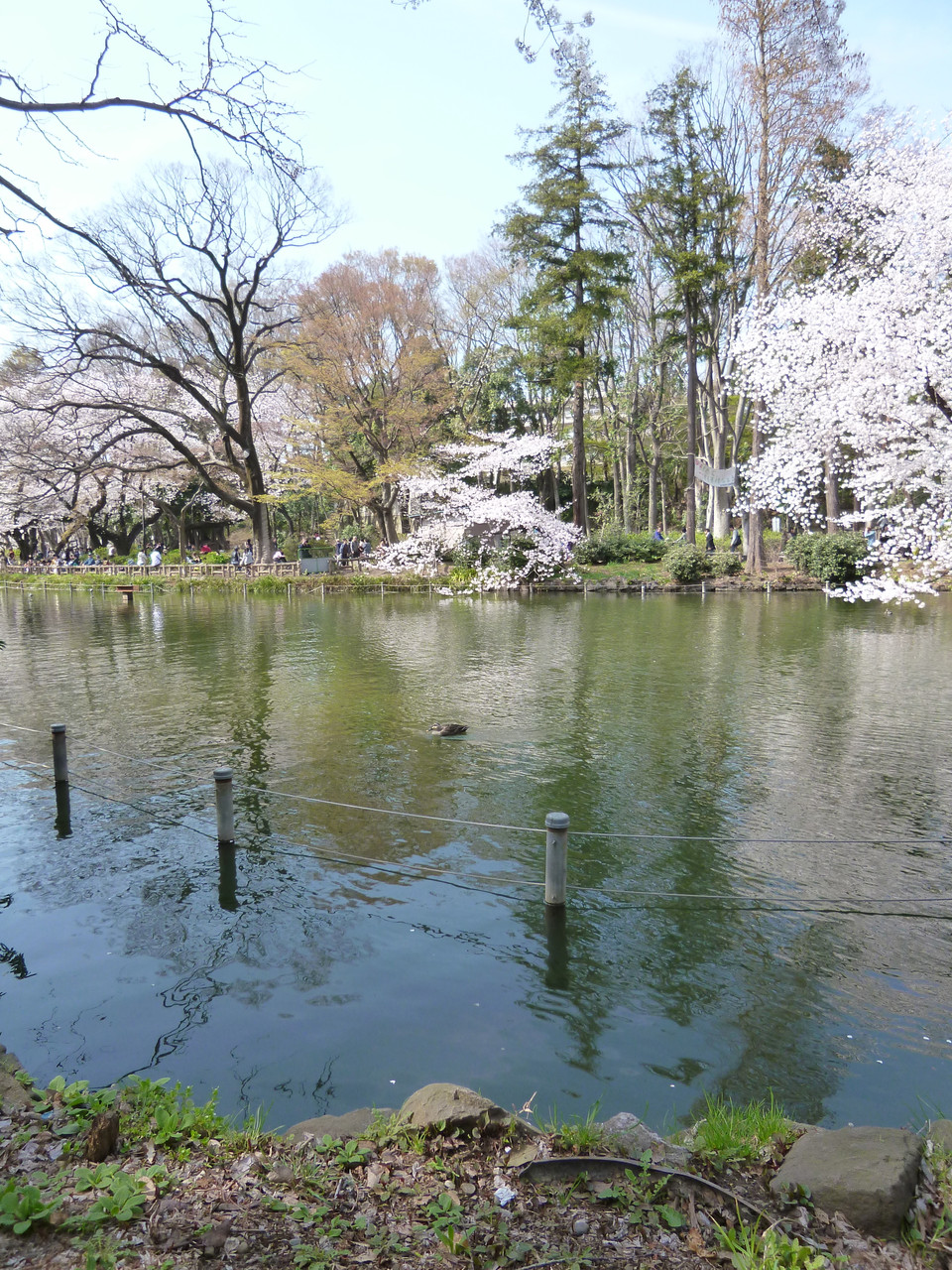 井の頭池〜桜(2014.4.1)