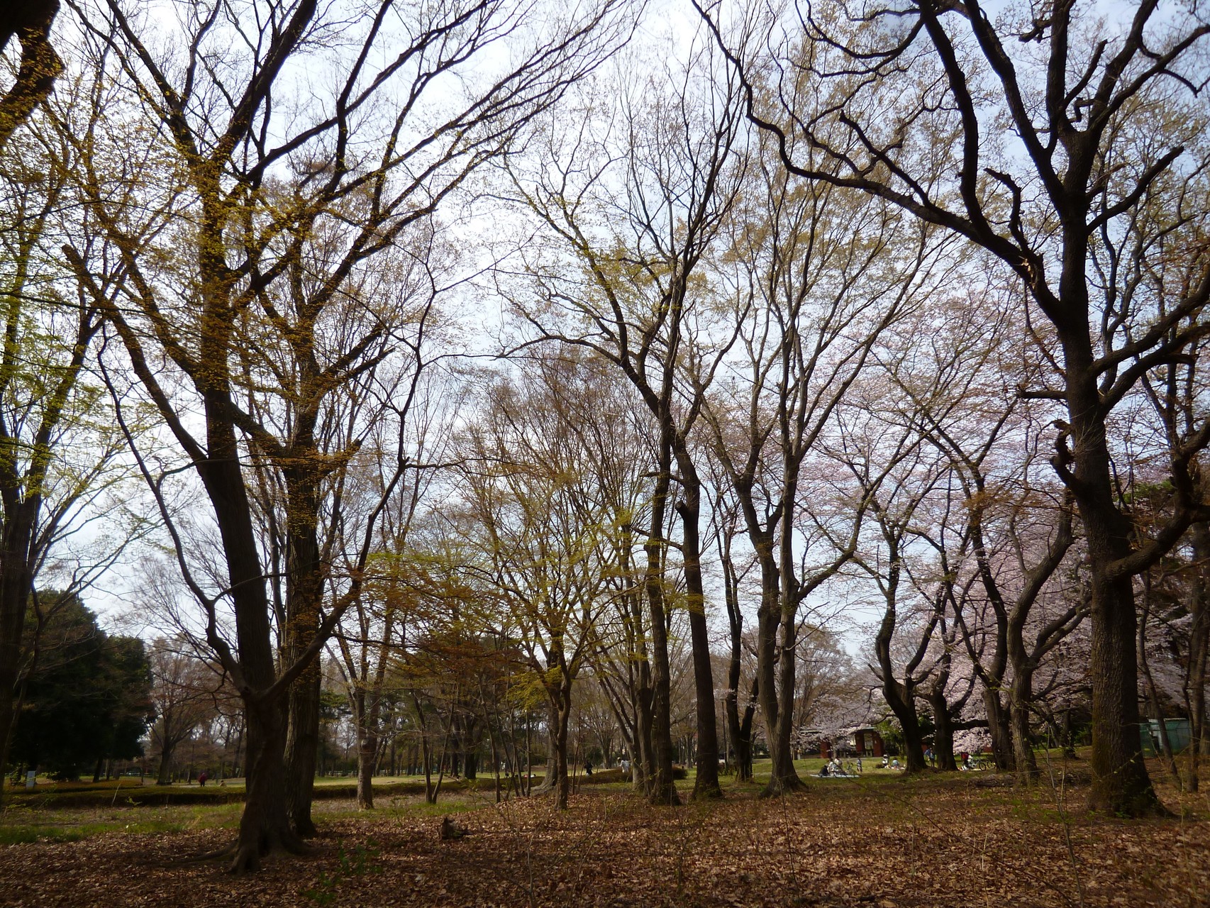 野川公園／樹々（h28.3.31）