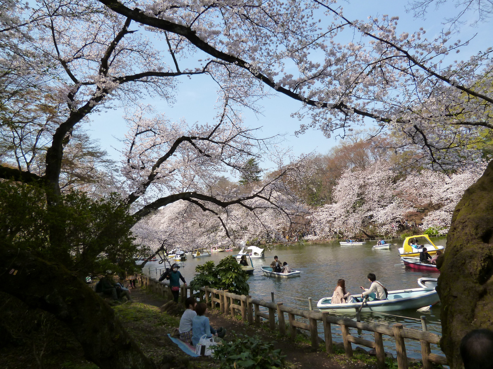 井の頭池〜桜(2014.4.1)