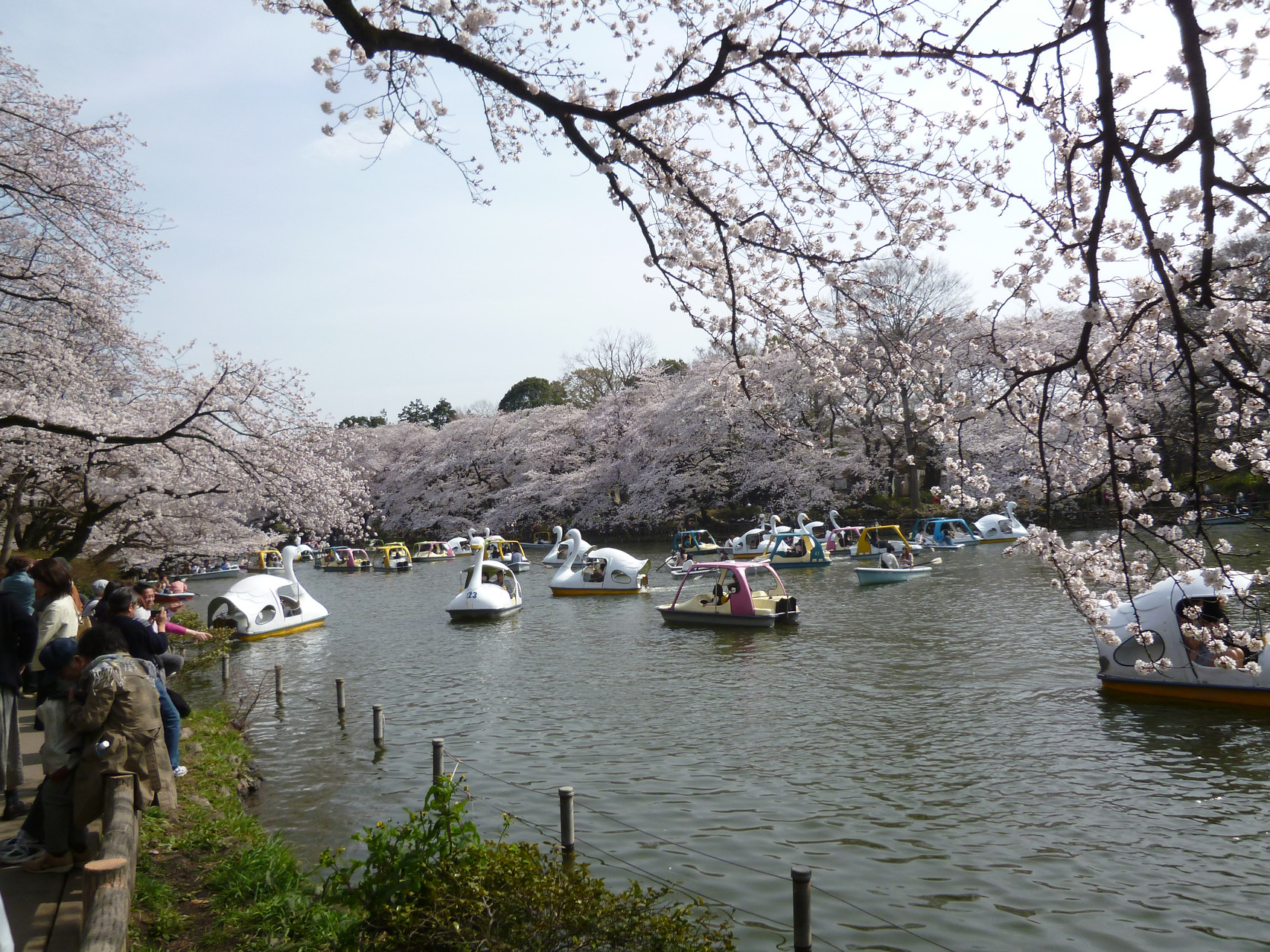 井の頭池〜桜(2014.4.1)