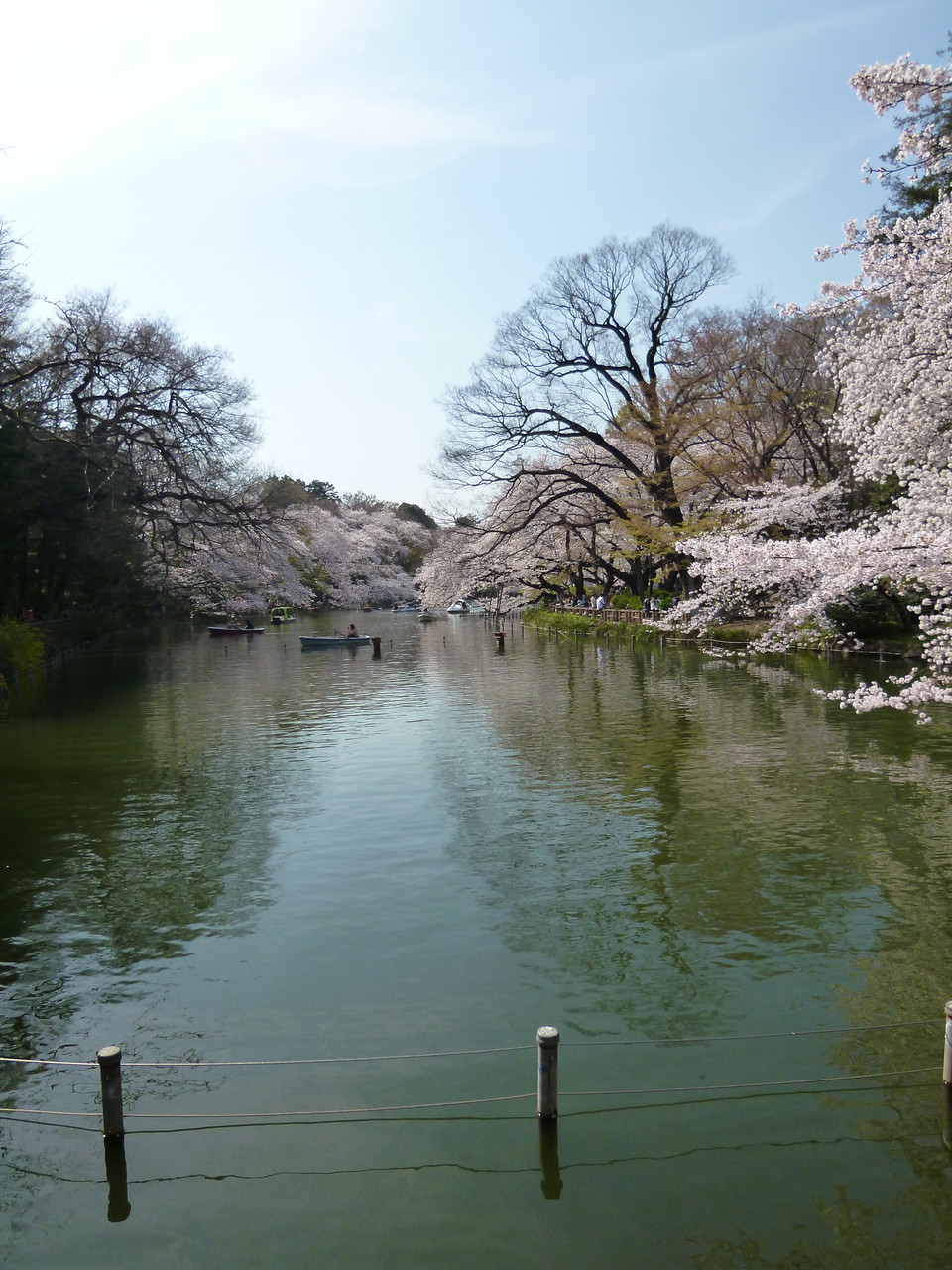 井の頭池〜桜(2014.4.1)