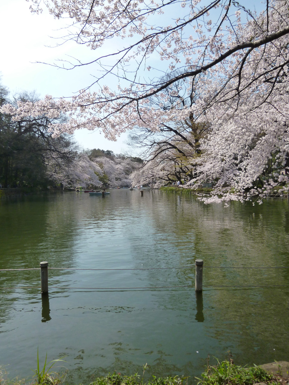 井の頭池〜桜(2014.4.1)