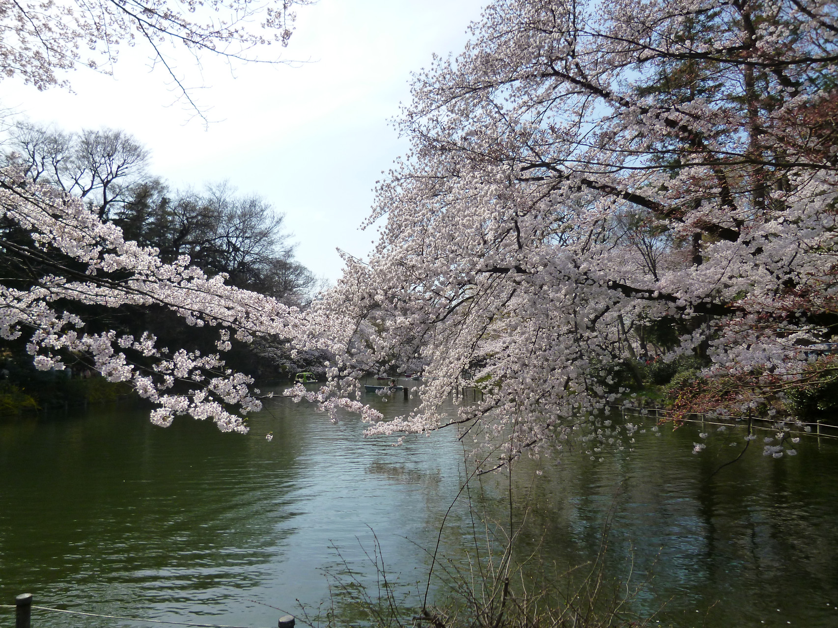 井の頭池〜桜(2014.4.1)