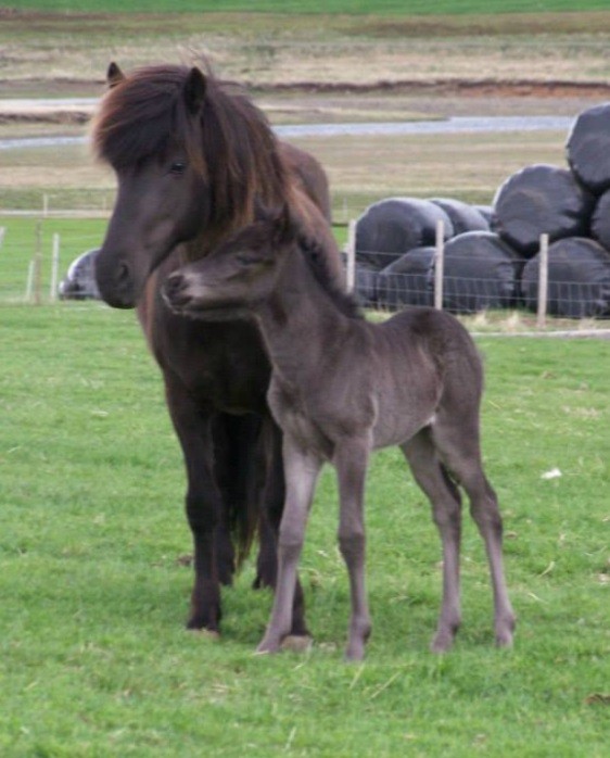 Náttþoka (V: Hvitserkur frá Saudarkroki, M: Náttrún frá Sydra-Kolugili 7,76) for sale