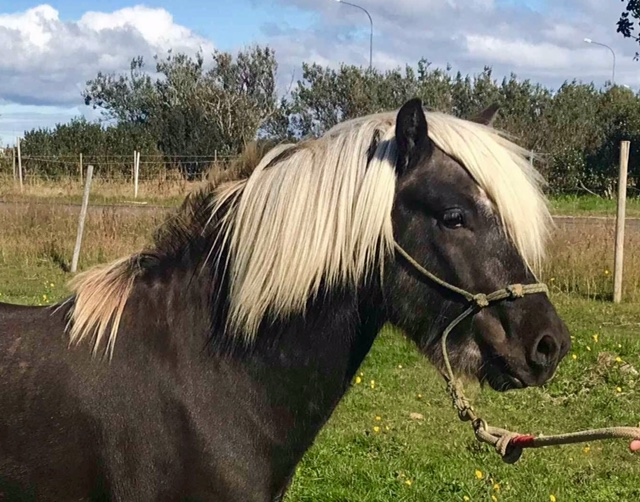 Draumur, Hengst, 3 jährig aus Þrumufleygur frá Álfhólum (8,27)